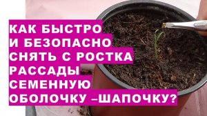 Как безопасно и быстро снять с ростка рассады семенную оболочку - шапочку?