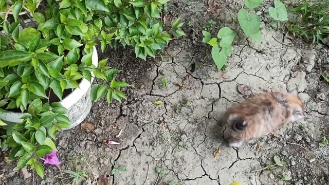 Комнатные цветы. Я вспомнила о них. смотреть онлайн