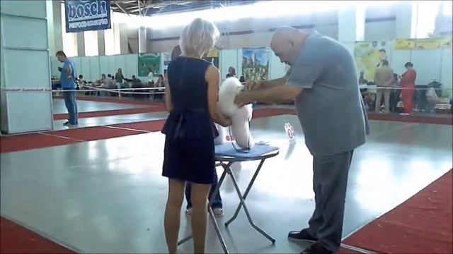 карлики