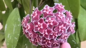 Цветёт хойя Pubicalyx silver pink🌺🌿