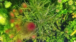 Реанимация аквариума. Как убить и оживить аквариум.