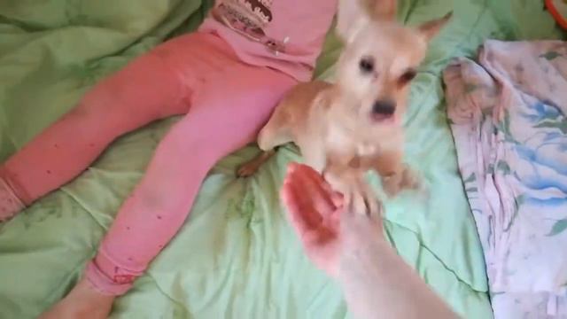 Ребенок и собачка играют смотреть онлайн