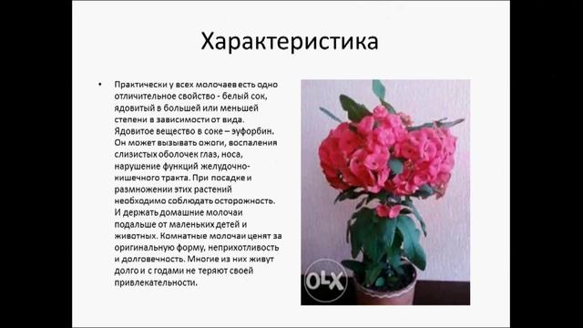 эуфорбия Молочай смотреть онлайн
