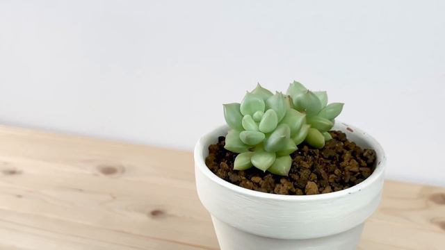 エケベリア属の多肉植物「アイボリー」（ケペル）をご紹介します | UCHI de GREEN (ウチデグリーン） смотреть онлайн