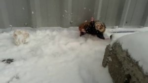 Боевой хомяк.