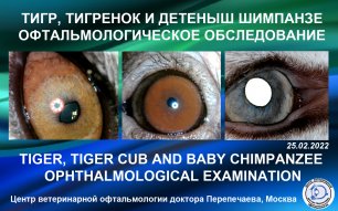 Тигр, тигренок и детеныш шимпанзе. Офтальмологическое обследование на видеосистемах компании OPTOVET