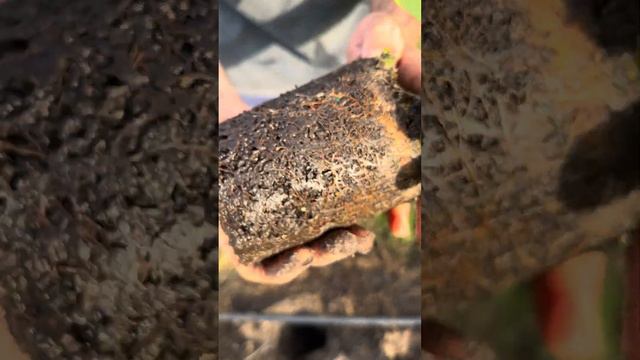 King Protea Planting смотреть онлайн