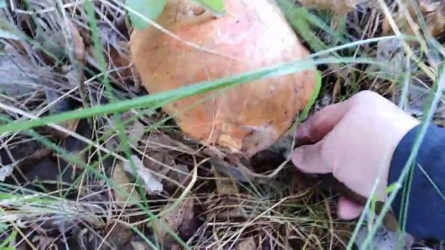 Первые грибочки 18 августа 2022 года! (1) смотреть онлайн