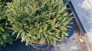 Ель обыкновенная Пумила Глаука (Pumila Glauca)