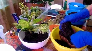 Групповые посадки. Смесь растений.  2 часть.