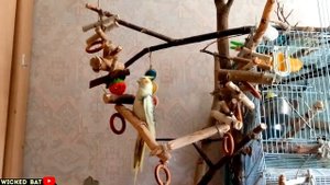 Подготовка к появлению попугая