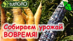 НЕ ТОРОПИТЕСЬ и НЕ ОПОЗДАЙТЕ! Когда же убирать овощи с грядок, чтобы были вкусными и хранились.