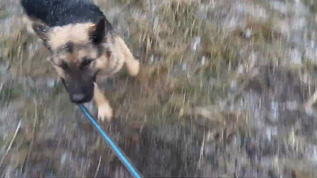 19.12.2022 г. Работа кинологов в приюте для бездомных животных "Лисёна". смотреть онлайн