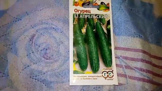 Ознакомление с огурцом F1 Апрельский растет на балконе и окне смотреть онлайн