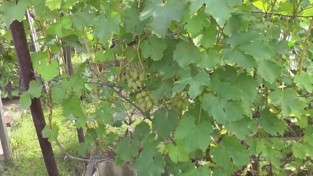 В гостях у виноградарей Пегановых - Урожай винограда разных сортов