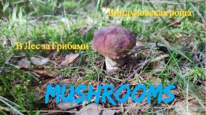 Ушли в Лес за грибами, Линдуловская роща, Mushroom, Forest ❦