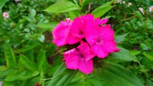 МИНИ- ПИОНАРИЙ