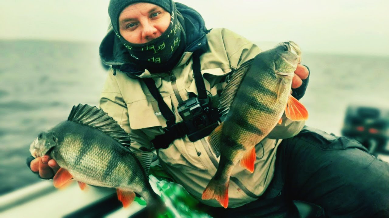 КРУПНЫЙ ОКУНЬ на ВСЕ БАБКИ!!! Ладожское озеро. Рыбалка в Ленинградской области. смотреть онлайн