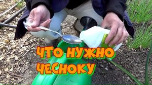 Вот так я Выращиваю Крупный Чеснок