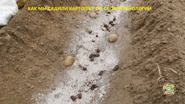 Как правильно сажать картофель. Удобрения при посадке картофеля. Схема посадки картошки.