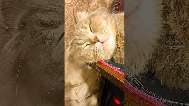 Кот Пуша
