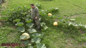 Выращивание тыквы на круглой грядке