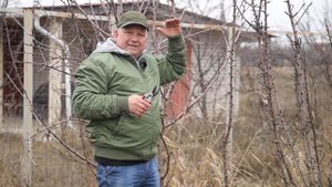 2 ГЛАВНЫХ способа формирования КОЛОНОВИДНЫХ ЯБЛОНЬ
