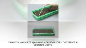 Как вырастить ПОМИДОРЫ в горшках. Ч 1. ТОМАТ ДОМАШНИЙ из семян, пошаговая инструкция