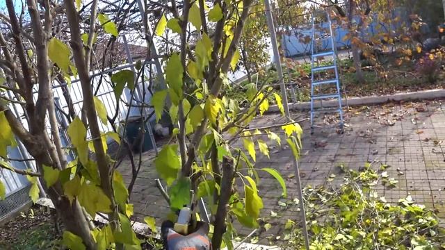 ГОТОВИМ МАТЕРИАЛЫ ДЛЯ ЦЫПЛЯТНИКА? СЕКАТОР НАРАСХВАТ БОНЯ И ПУМА? смотреть онлайн