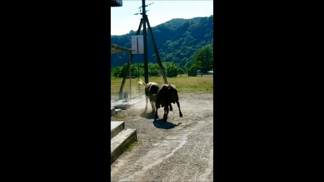 Национальное кавказское развлечение. Бой быков. Сочи, аул Большой Кичмай. смотреть онлайн