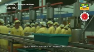 The 12-Hour Catching-to-Canning Process | How Sardines Are Made | The Mega Global Story