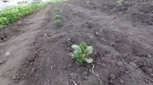 Поздняя посадка картофеля