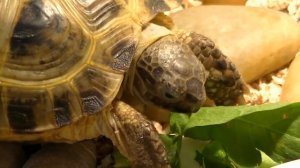Степная черепаха ест одуванчик! (Steppe tortoise)