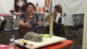Британский кот лилового окраса. Выставка кошек 18-19 июля 2015. Санкт-Петербург.