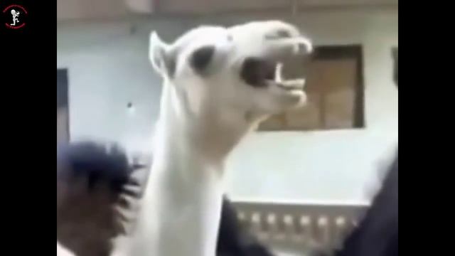 Разжигая огонь Сборник приколов смотреть онлайн