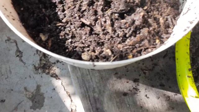 БГВ 176 Откуда растения берут углерод? смотреть онлайн