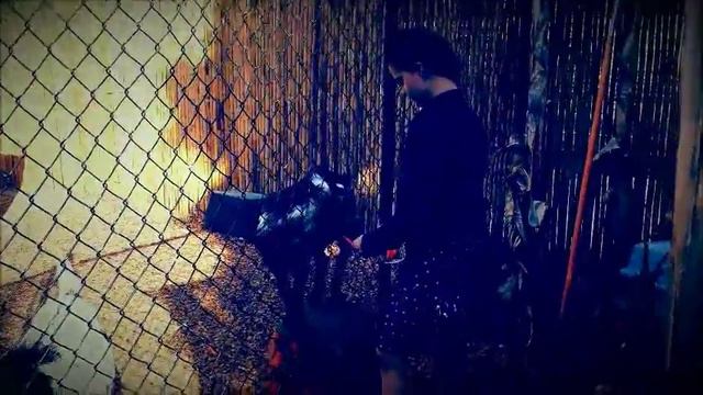 Нет клубники, но есть помидоры, кролики и попугаи! На ферме во Флориде смотреть онлайн