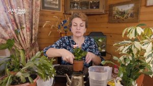 ДЕКАБРИСТ ЗАЦВЕТЕТ ВО ВТОРОЙ РАЗ  // Советы по уходу за растениями