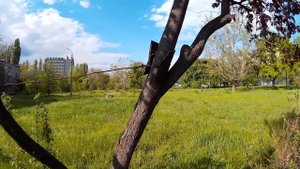 Слива растопыренная  "Нигра" с бордовыми листьями. Ветви стянуты металлической проволокой