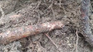 Формирование зелёной изгороди возле забора.