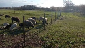 Электропастух для животных I Тест и демонстрация