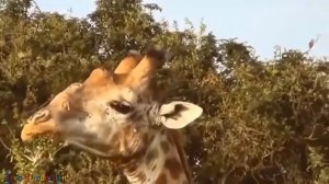 Сила льва в животном мире лев охотится на жирафа, буйвола, Power of the LION in the animal world