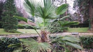 Trachycarpus Fortunei & Wagnerianus Hardy Palms - a Quick Comparison