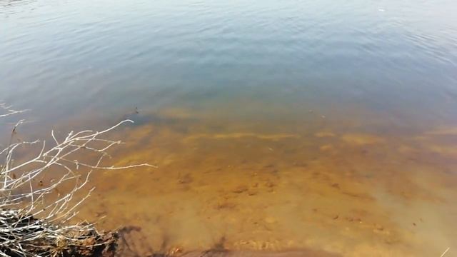 г.Балаково. Берег судоходного канала за стадионом "Труд" 14 мая 2019 г. смотреть онлайн