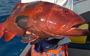 Рыбалка на Сейшельских островах.