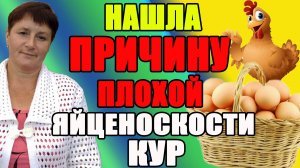 Нашла причину плохой яйценоскости кур.