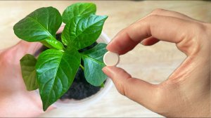 Рассада зеленеет и растет на глазах! Одна таблетка на литр воды! Средство из аптеки для рассады.