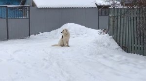 Дрессировка маремма абруцкой овчарки.