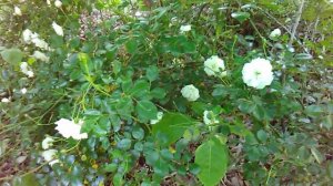 Sending Virtual Roses Half Wild and Sea foam White
