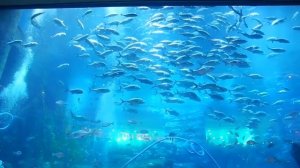 Dubai mall aquarium -  самый большой в мире аквариум